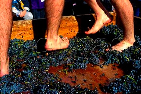 Grape treading at Barossa Valley Vintage   Festival Barossa Valley Australia