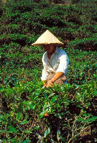 Picking Tea China