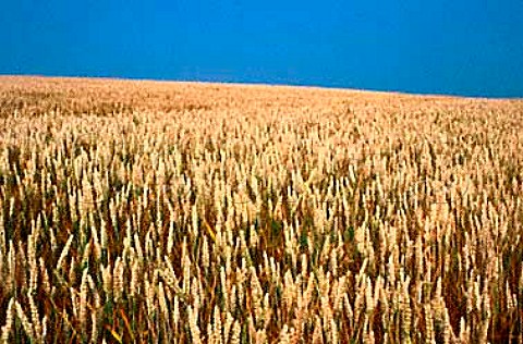 Wheat field at La Varenne   MaineetLoire France  Pays de la   Loire