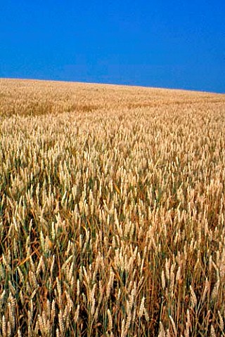 Wheat field at La Varenne   MaineetLoire France  Pays de la   Loire