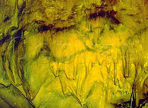 Prehistoric cave painting in the Grotte de   FontdeGaume Les EyziesdeTayac   Dordogne France
