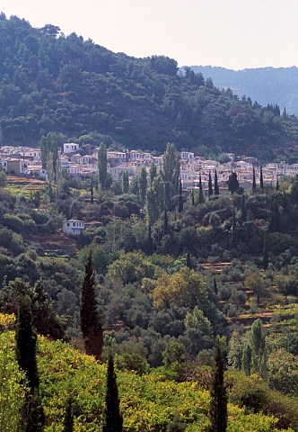 Terraced vineyard at Vauliotes on the   Island of Samos Greece   Muscat de Samos