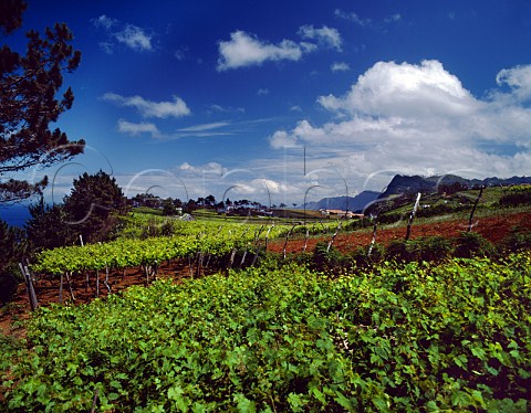 View to Quinta do Furano near Santana on the north   coast of Madeira
