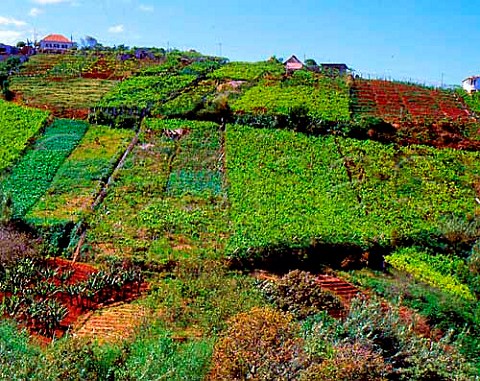 Vineyards near Sao Vicente on the north coast of   Madeira