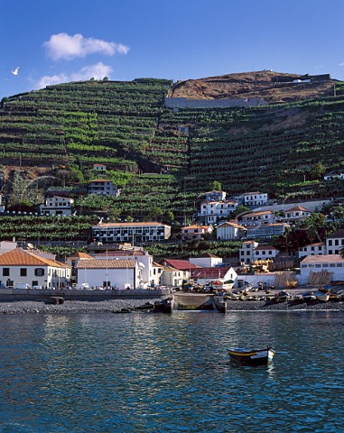 Terraced vineyards above Camara de Lobos on the south coast of Madeira