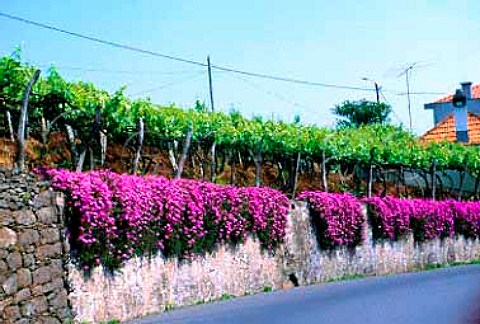 Vineyard and bouganvillea near Ribeira   Brava Madeira