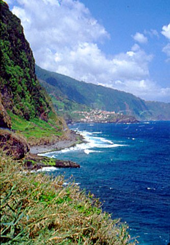 Vineyards at foot of cliffs on the north   coast near Seixal Madeira