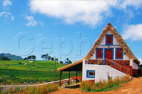 Traditional thatched A frame cottage   palheiro amidst vineyards near Santana   on the north coast of Madeira