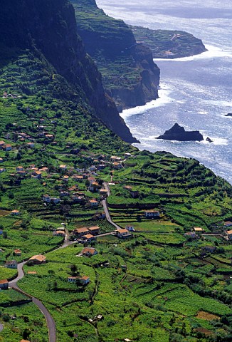 Vineyards near Santana on the north   coast of Madeira