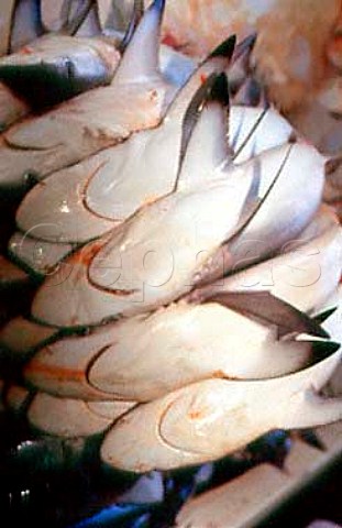 Baby shark for sale in a fish market in  Dubai United Arab Emirates