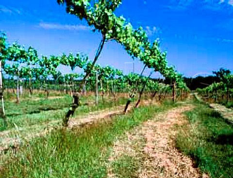 Ortega and Seyval Blanc vines of Stanlake Park  Twyford Berkshire England