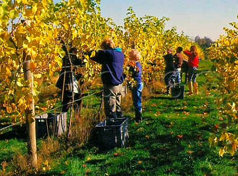 Harvesting grapes in vineyard of Stanlake Park  Twyford Berkshire England