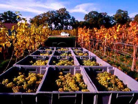 Harvested Seyval Blanc grapes in vineyard of Stanlake Park Twyford Berkshire England
