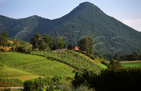 Vineyard near Zumberak Croatia