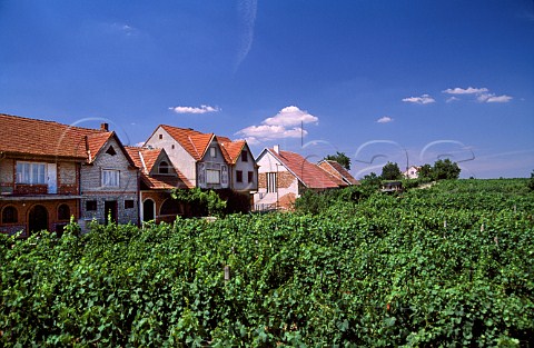 Vineyard at Ratiskovice near Hodonin   Czech Republic