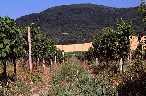 Vineyard near Pesinok Slovakia