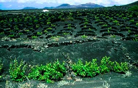 Stone windbreaks protect vines growing   in the black volcanic soil of Lanzarote   Canary Islands