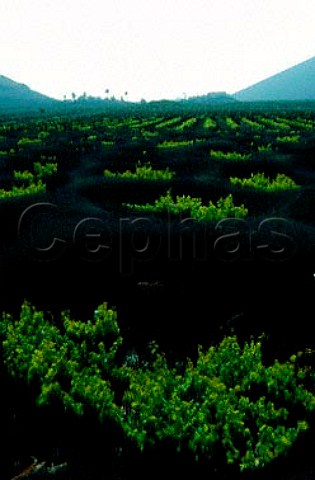 Vines planted in funnel shaped holes   near Masdache Lanzarote Canary Islands