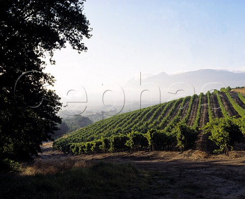 Early morning over vineyards on the   Klein Constantia Estate Cape Province   South Africa    Constantia WO
