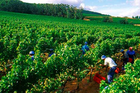 Harvest time in vineyard of Klein   Constantia Cape Province South Africa   Constantia WO
