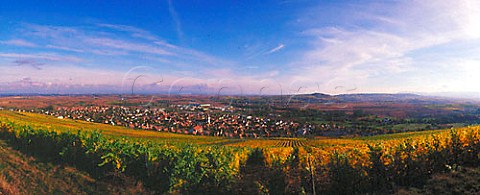 Autumnal vineyard of Mosbach above Marlenheim   BasRhin France   Alsace