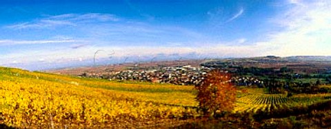 Vineyard of Mosbach above Marlenheim BasRhin   France   Alsace