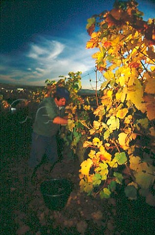 Harvesting Pinot Noir grapes in vineyard   of Mosbach at Marlenheim BasRhin   France  Alsace