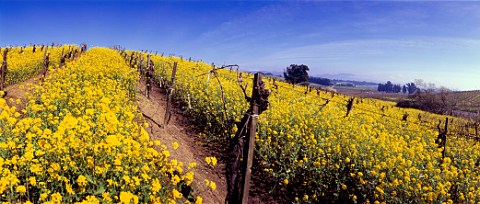 Springtime mustard flowering in vineyard   Carneros region Napa California