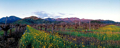 Late evening in vineyard in the Bennett Valley with  Mount St Helena beyond Calistoga Napa Co  California