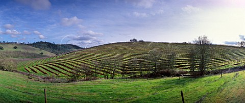 Winter in vineyard on Howell Mountain   Napa Valley   California