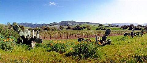 Cactii by vineyard of Sanford Buellton   Santa Barbara Co California USA  Santa Rita Hills AVA  Santa Ynez Valley