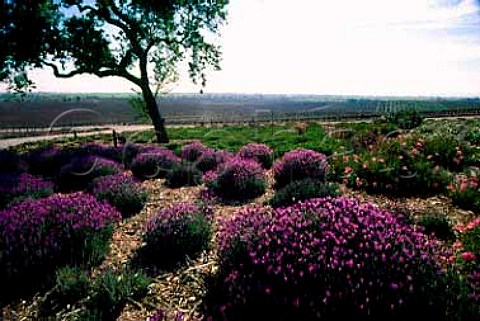 Meridian Winery  lavender   Paso   Robles San Luis Obispo Co California