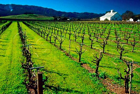 Late winter in vineyard of   Usibelli Ranch Rutherford   Napa Co California