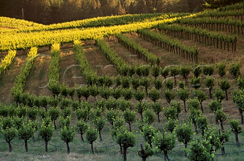 Storybook Vineyards Calistoga Napa   Co California