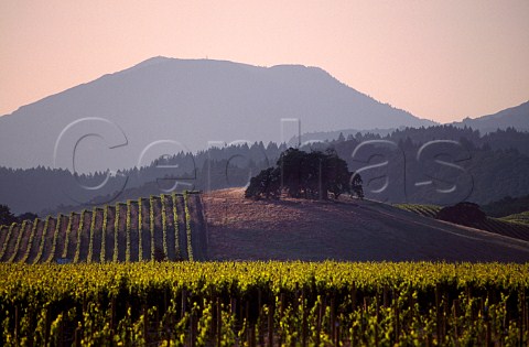 Vineyards at St Helena with Mount St Helena beyond Napa Valley California