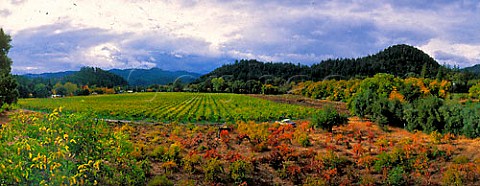 Grubbing up phylloxera infected vines on AXR1 rootstock   Saint Helena Napa Valley California