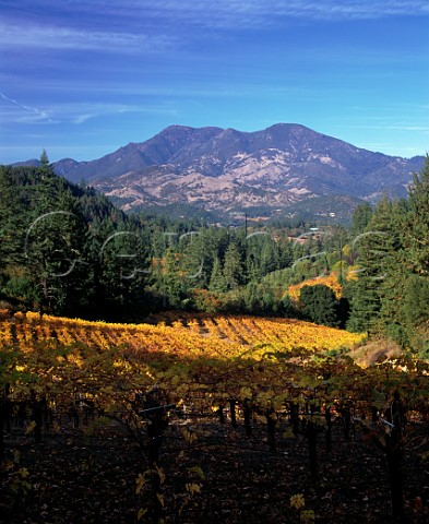 Autumnal vineyard with Mount St Helena beyond  Calistoga Napa Valley California
