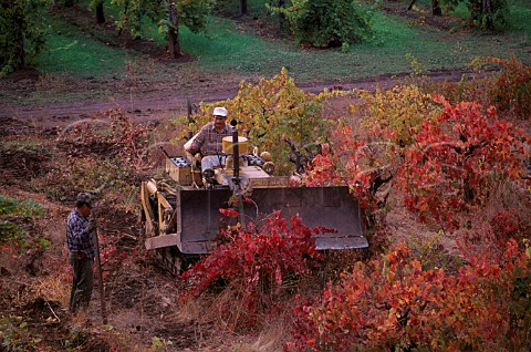 Grubbing up Phylloxera infected vines on AXR1 rootstock   Napa Valley California