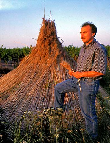 Willi Opitz with a pile of the reeds on which he   dries grapes for his schilfwein  Illmitz Burgenland Austria Neusiedlersee