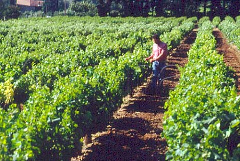 Serge Ferigoule in vineyard of Domaine Sang des Cailloux Vacqueyras Vaucluse France   Vacqueyras