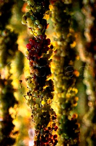 Maculan Breganze Veneto Italy   Vespaiola grapes drying for Torcolato