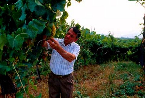 Renzo Varaschin in vineyard at   SPietro di Barbozza Veneto Italy   Prosecco di Valdobbiadene