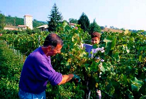 Harvest time at La Colombera   Crespignaga Veneto Italy Montello e   Colli Asolani