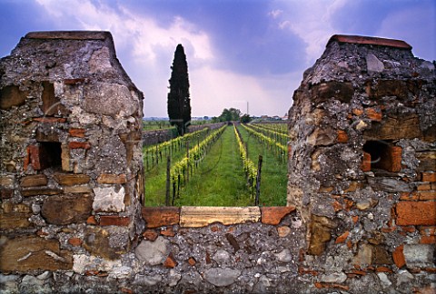 Vineyards of Volpe Pasini Togliano di   Torreano Friuli Italy DOC Colli   Orientali del Friuli