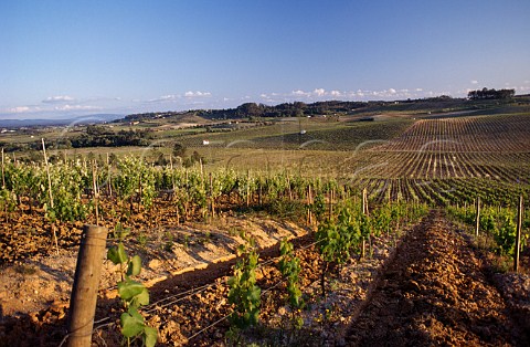 Vineyard of Luis Pato at Anadia   Portugal Bairrada