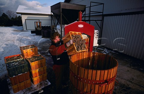 Tipping frozen grapes into the press for Ice  Wine Stonechurch Vineyards Niagara  Peninsula Ontario Canada