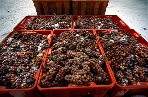 Riesling grapes for Ice Wine   Inniskillin Winery NiagaraontheLake   Ontario Canada