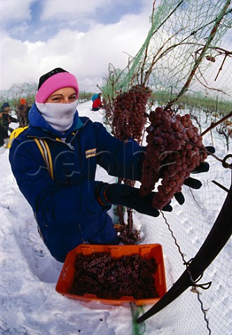 Harvesting Vidal grapes for Ice Wine at  Inniskillin Vineyards   NiagaraontheLake Ontario Canada