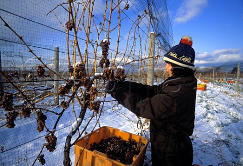 Harvesting Riesling grapes for Ice Wine   in vineayrd of Henry of Pelham Estate   Saint Catharines Ontario Canada  Niagara Peninsula
