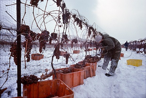 Harvesting Vidal grapes for Ice Wine   Reif Winery NiagaraontheLake   Ontario Canada